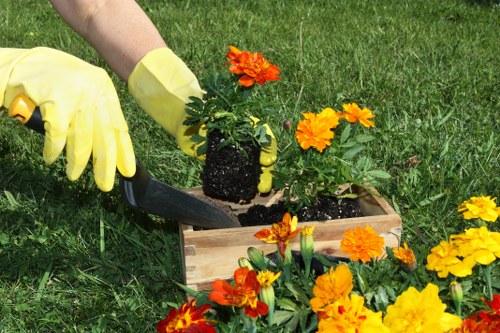 Gardener maintaining a healthy green lawn with proper techniques