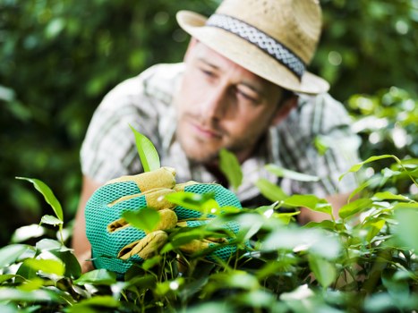 Local lawn care specialist enhancing a garden in Lewisham neighborhood